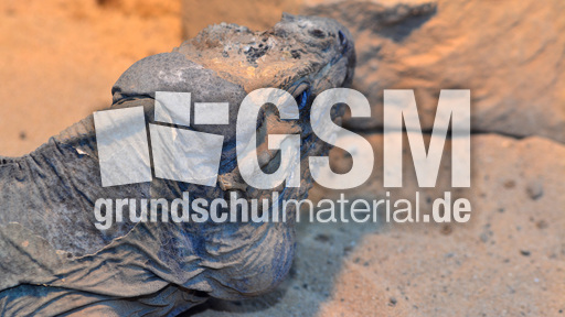 Nashornleguan (4).jpg